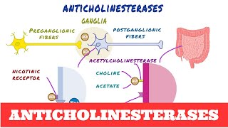 Anticholinesterases  Pharmacology [upl. by Mccall674]