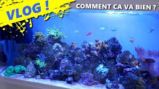 🔵MON BAC RÉCIFAL DANS TOUTE SA SPLENDEUR🤩ou presque REEF  Mon aquarium marin S3E2 [upl. by Eiramyllek985]