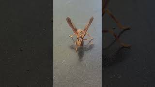 Wow Its not a waspand not a Praying Mantis like I thought Wasp mantidfly Hit the Like on this [upl. by Rofotsirk701]