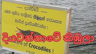 දියවන්නාවේ කිඹුලා Crocodile spotted in Colombo Diyawanna Oya [upl. by Morganica837]