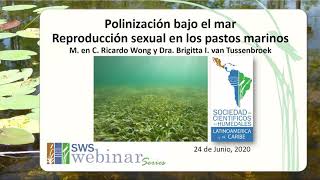 Zoobenthophily a new type of pollination for marine plants in Spanish [upl. by Benji]