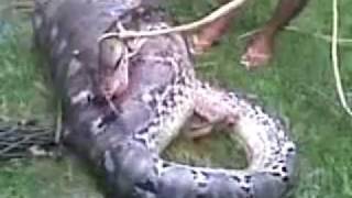 snake eat cow in south sulawesi INdonesia [upl. by Malachi]