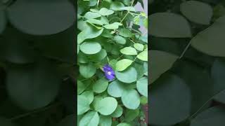 ശംഖുപുഷ്പം clitoria ternatea benefits [upl. by Dlareme543]