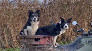 Two amazing border collies herding sheep [upl. by Arezzini]