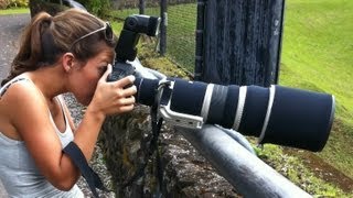 Bird and Wildlife Photography Equipment Lenses cameras teleconverters tripods monopods [upl. by Hannah]