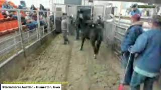 Storm Horse Auction  Humeston IA [upl. by Devan750]