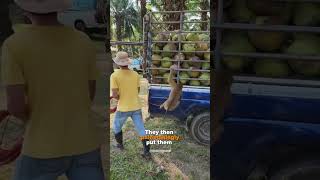 Coconut Harvesting Monkeys Thailands Unique Farming Partners animals viral facts monkey [upl. by Grantham]