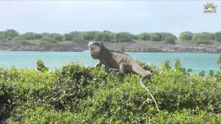 Guadeloupe  Petit Terre  Terre de Bas Terre de Haut boat trip from Saint Francois [upl. by Naols]