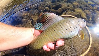 Late Fall Fly Fishing for Arctic Grayling [upl. by Nidnarb283]