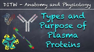 DITW  Types and Purpose of Plasma Proteins [upl. by Nilek256]