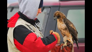 Falconry Pets vs hunting companion [upl. by Hewett880]