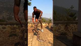 Worlds Dangerous Snake🐍The Gaboon viper shorts snake facts trending songcricket factsinhindi [upl. by Fenn]