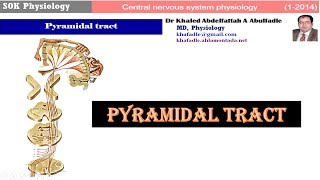 Pyramidal tract 12014 by Dr Khaled A Abulfadle [upl. by Rehpinnej848]