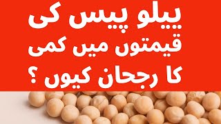 Why Russian Yellow Peas prices Undercost In Pakistan market [upl. by Lemor]