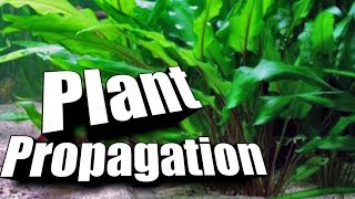 How to quotPropagatequot Cryptocorynes  Easy Guide to Aquarium Plants [upl. by Hteazile]