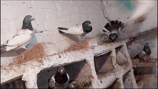 Mix Best breeding pigeons for sale0331 4957619 [upl. by Ynettirb]