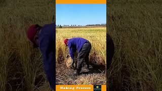 The Process Of Harvesting The Rice Crop [upl. by Aerdnaek]