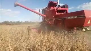 Soybean harvest 2018 Vassalli 910 [upl. by Addiel]