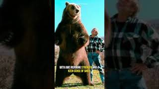 Kodiak Bear  The Giant Brown Bear [upl. by Richy]