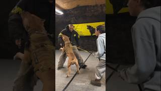 Dog training  Best dog training dog dogtraining shorts [upl. by Porcia]