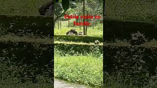 Visite du zoo a limbe Cameroon [upl. by Nonnaehr]