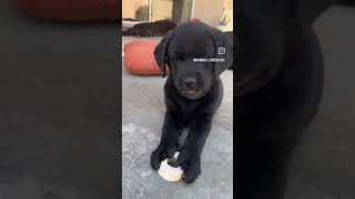 Cute labrador puppy [upl. by Aicelef]