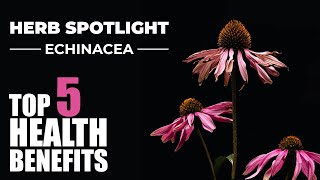 TOP 5 BENEFITS OF ECHINACEA  HERB SPOTLIGHT [upl. by Teador]