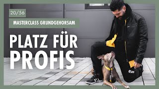 PlatzTraining Für PROFIS So Bleibt Dein Hund Trotz Reizablenkungen Ruhig amp Entspannt  Tag 20 [upl. by Atiram]