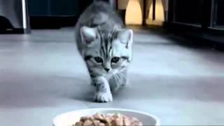 Whiskas Kitten TV advert [upl. by Albarran604]