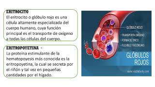 Sistema Hematopoyetico [upl. by Elbertine170]