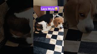 Lazy Mylo😂😂 ytshorts shorts trending funnyanimals beagle india funny doglover [upl. by Ddene]