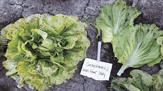 ⟹ Variegata di Castelfranco Chicory  Cichorium intybus  Vegetable Review [upl. by Avilys]