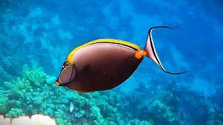 Impressively elegant Orangespine unicornfish Naso elegans floating along Ras Um Sid corals 4K [upl. by Bonnie870]