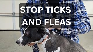 Serestos Flea amp Tick Collar Unboxing amp Review  Dog tick flea [upl. by Verge]