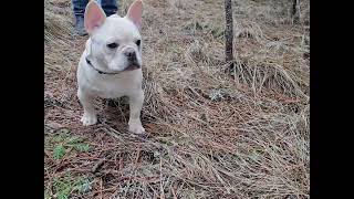 A French Bulldog puppy 🐶 exploring 🐾 the great outdoors of Idaho 🌲 [upl. by Rempe]