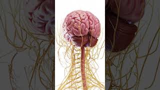 🧠 Explore the Complex Anatomy of the Brain 🧠 anatomy [upl. by Nnaharas]