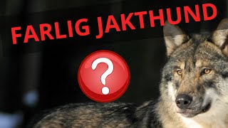 quotEn alltför skarp jakthundquot [upl. by Uttica171]