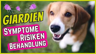 Giardien bei Hunden  Symptome Behandlung amp GiardienTest [upl. by Yhtamit883]