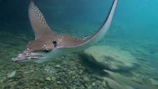 Magical Maldives Underwater 🌊🐠  Manta Rays amp Sharks CloseUp 🦈✨ [upl. by Engvall802]