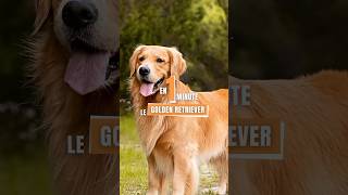 GOLDEN RETRIEVER tout ce que vous devez savoir  dog chien [upl. by Bruno]