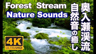 4K 新緑 Fresh green leaves 自然音 せせらぎ 奥入瀬渓流 Relaxing Nature sound of Forest Stream 十和田 リラックス Relaxation [upl. by Mcguire]