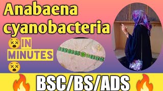 Anabaena cyanobacteriaheterocystplant bodyreproductionfull concepthuzaifa rfq tutorial [upl. by Adlanor]