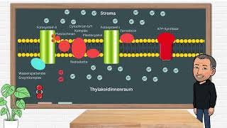 Die Primärreaktion der Fotosynthese Lichtreaktion [upl. by Aihcrop715]
