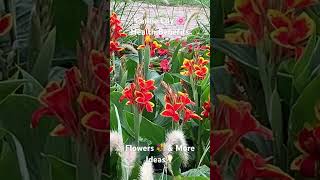 Canna Lily 🌸 Health Benefits  Flowers 💐 amp More Ideas💡 [upl. by Harrow]