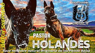 【Pastor Holandés】► Tiene atavismo ancestral 🐕‍🦺✔️ características de la RAZA [upl. by Willette]