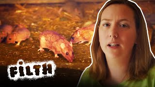 The Worst Rat Infestation Pest Control Have Seen  Pest Detectives  Episode 3  Filth [upl. by Raffarty245]