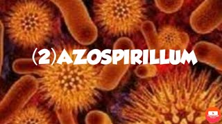 AZOSPIRILLUMFREE LIVING NITROGEN FIXING BACTERIA [upl. by Rothwell]