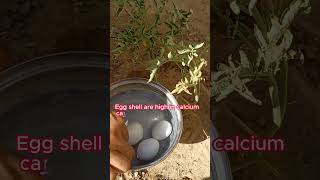 Right Method to Use Eggshells for Plantsshorts [upl. by Obidiah137]