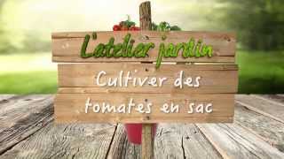 Comment cultiver des tomates en sac [upl. by Filbert]