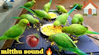 Parrot talking video Parrot Sound  Parrot Voice  Amazing parrot talking video ParroTube [upl. by Santini]